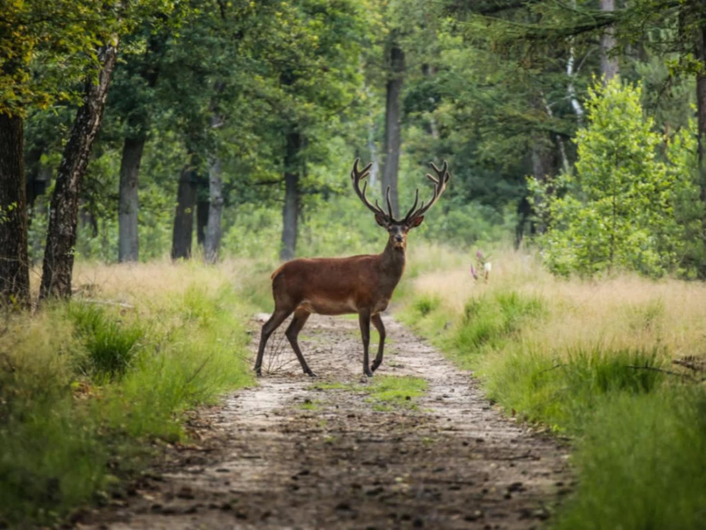Vakantiehuis Op Rustig Bospark Veluwe Вортхёйзен Экстерьер фото